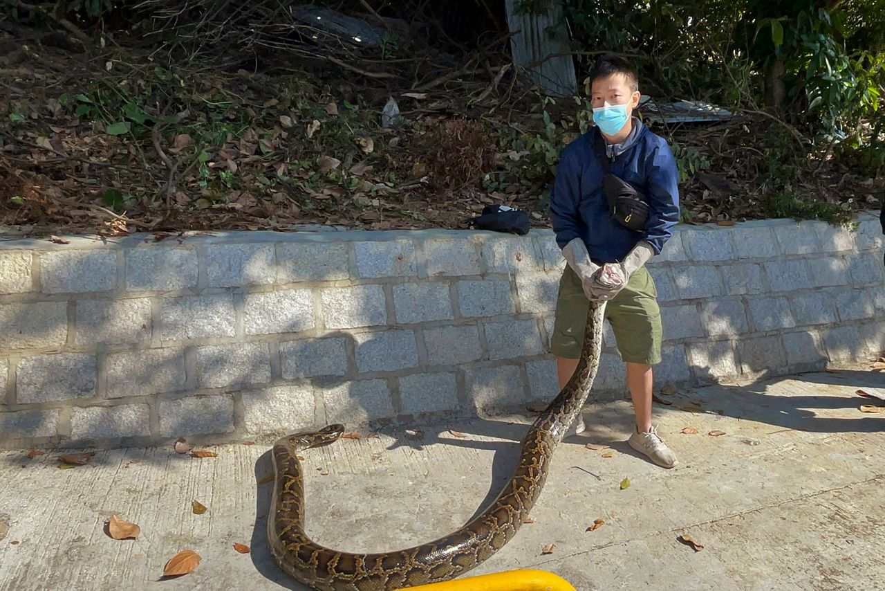 https://s7d2.scene7.com/is/image/TWCNews/Hong_Kong_Snake_Catcher_72518