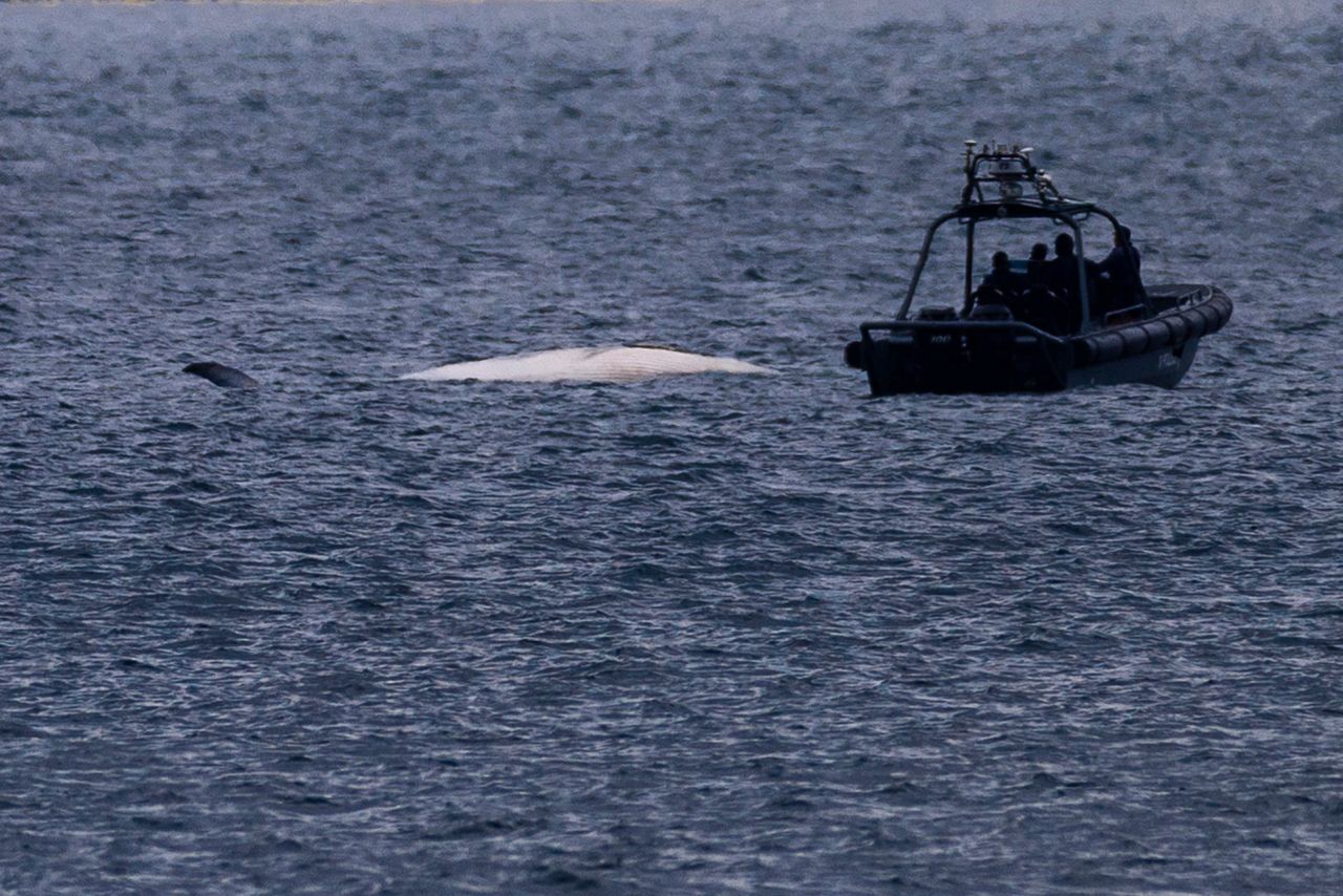 Discovery of whale carcass in Hong Kong sparks anger over the potential ...