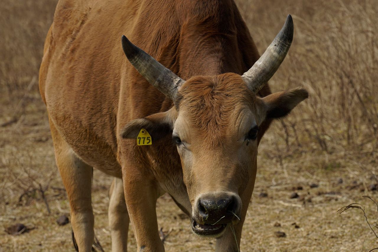 AP Photos: Year of Ox puts focus on Hong Kong's wild bovines