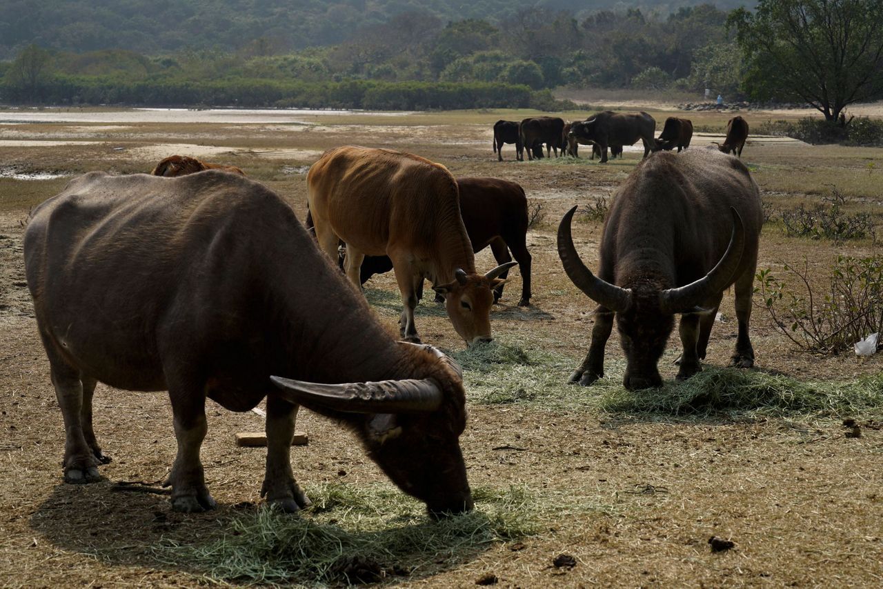 AP Photos: Year of Ox puts focus on Hong Kong's wild bovines