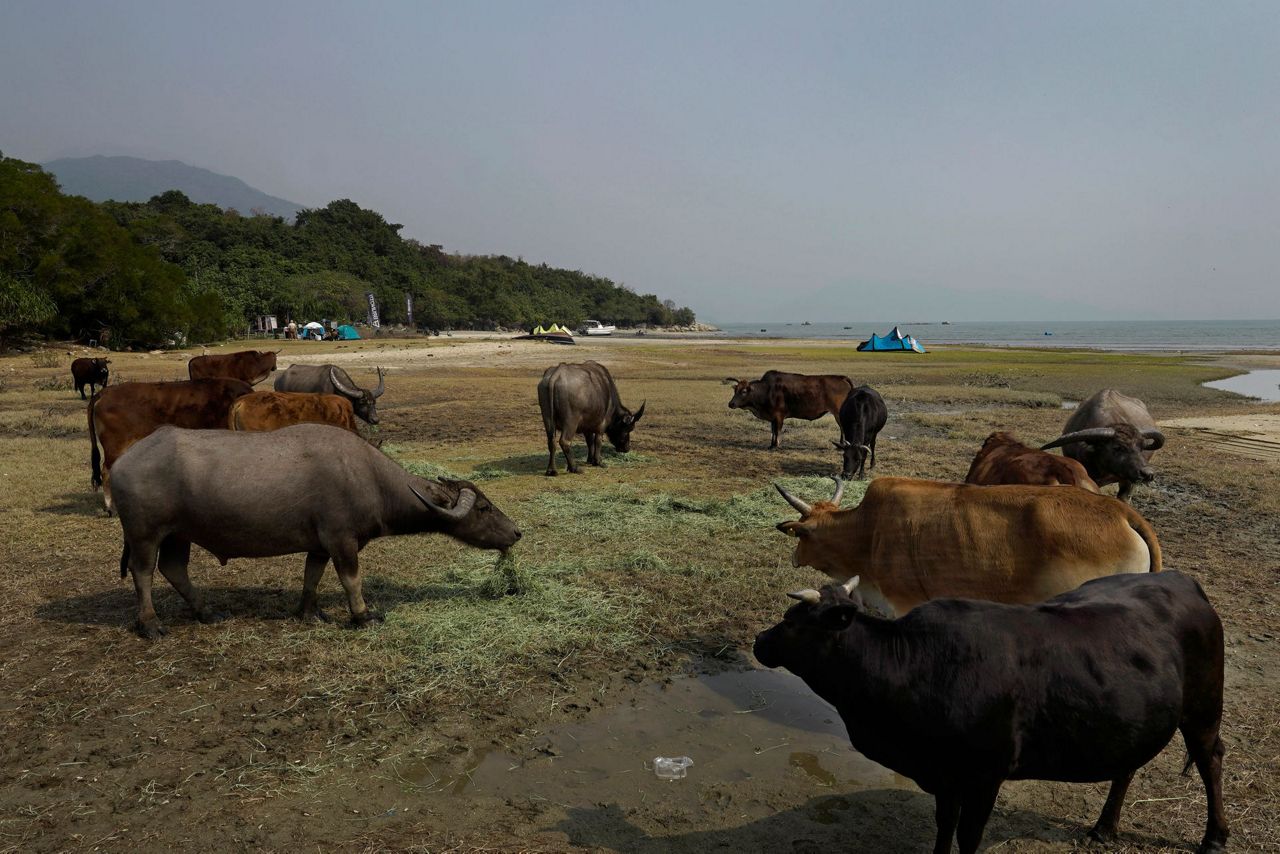 AP Photos: Year of Ox puts focus on Hong Kong's wild bovines