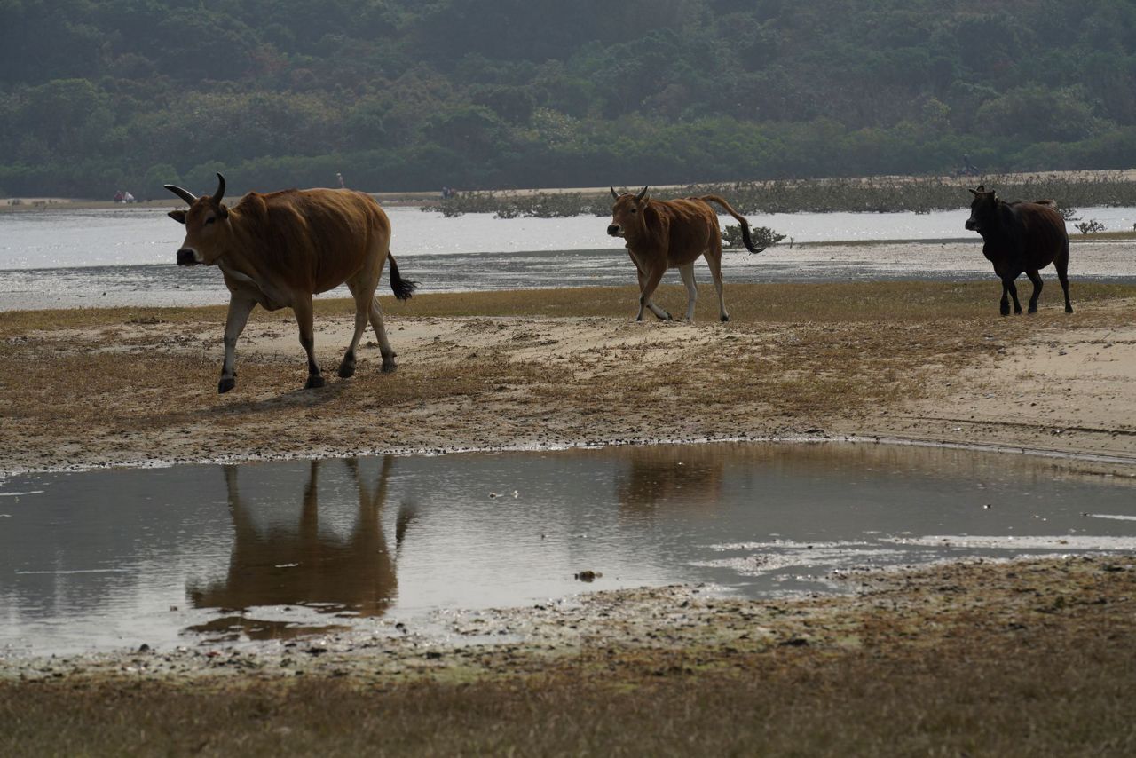 AP Photos: Year of Ox puts focus on Hong Kong's wild bovines