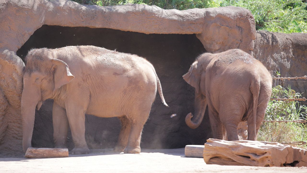 Elephants at the Honolulu Zoo. (Spectrum News/Brian McInnis)