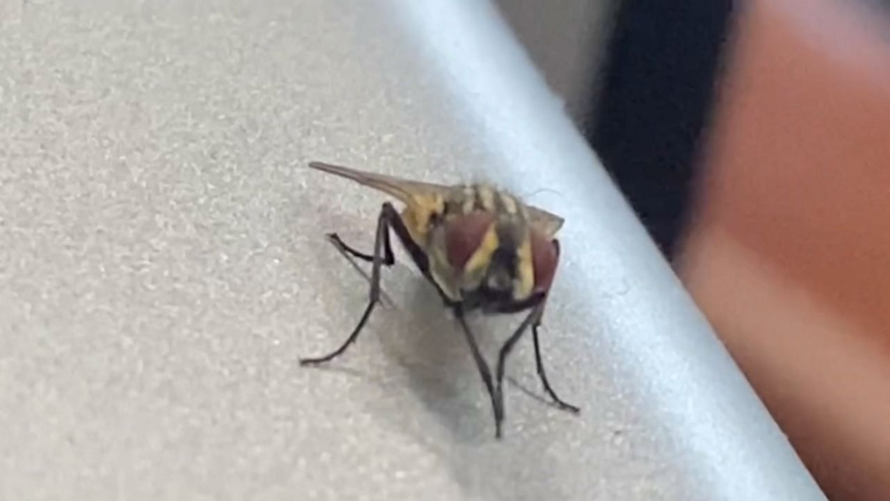 Why are there so many flies this year?