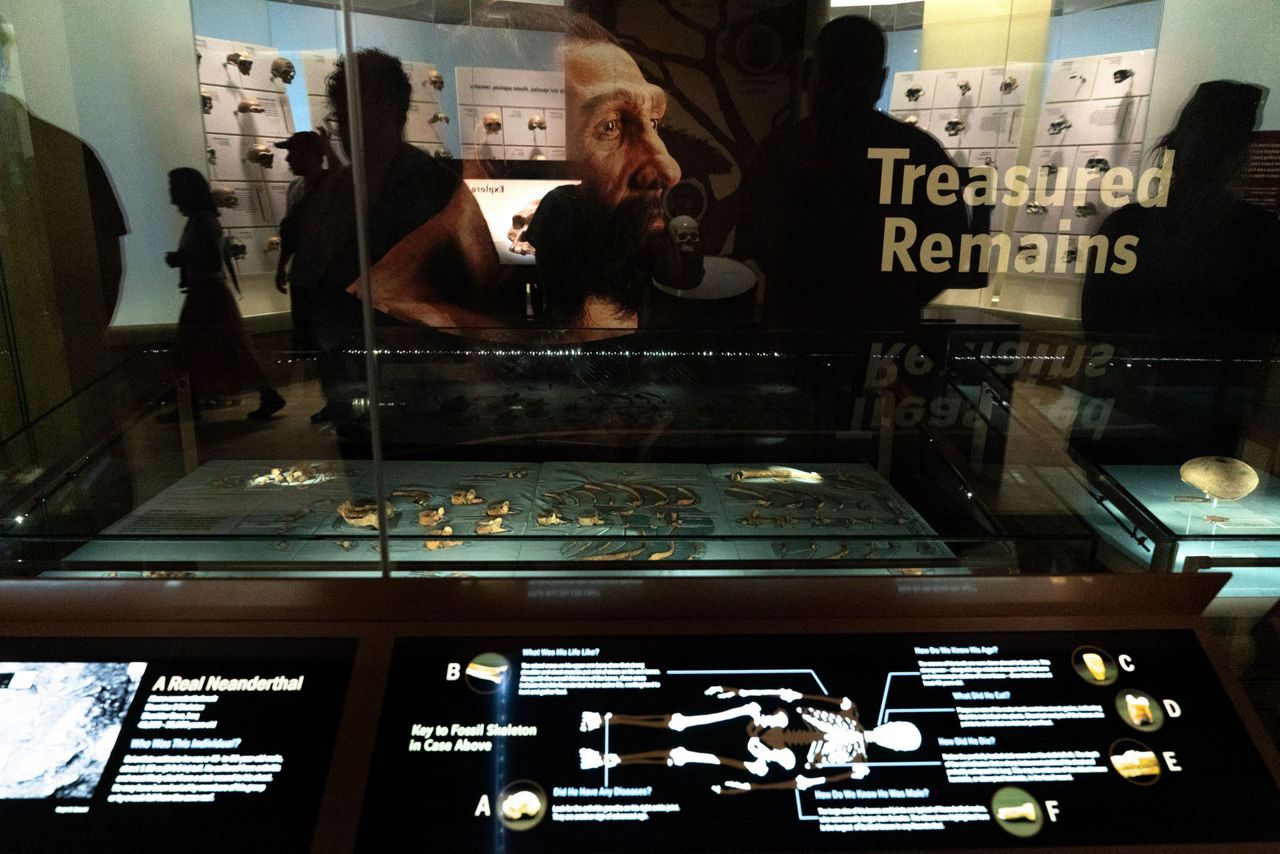 A genetic analysis reveals new details on ancient couplings between ...