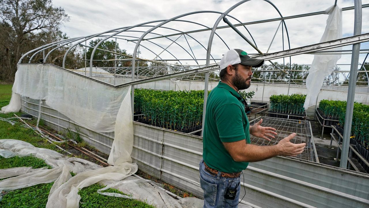 After Hurricane Ian, Florida Citrus And Agriculture Struggle