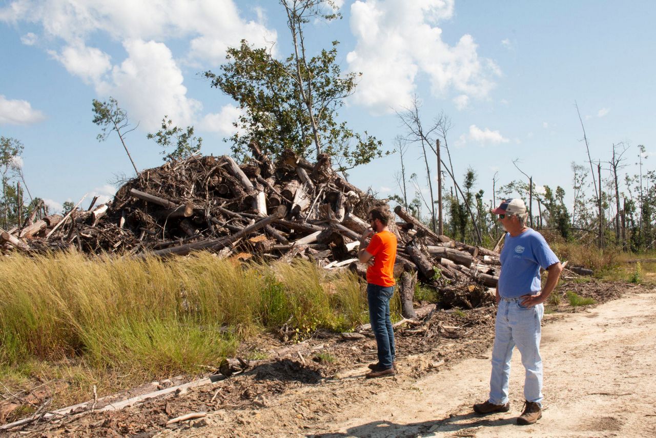 Florida timber farmers face tough choices year after Michael
