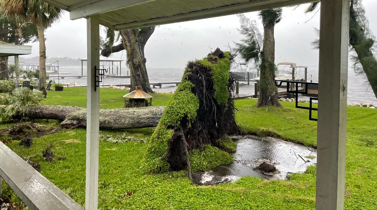 Downed tree in a backyard in Tarpon Springs, Fla.