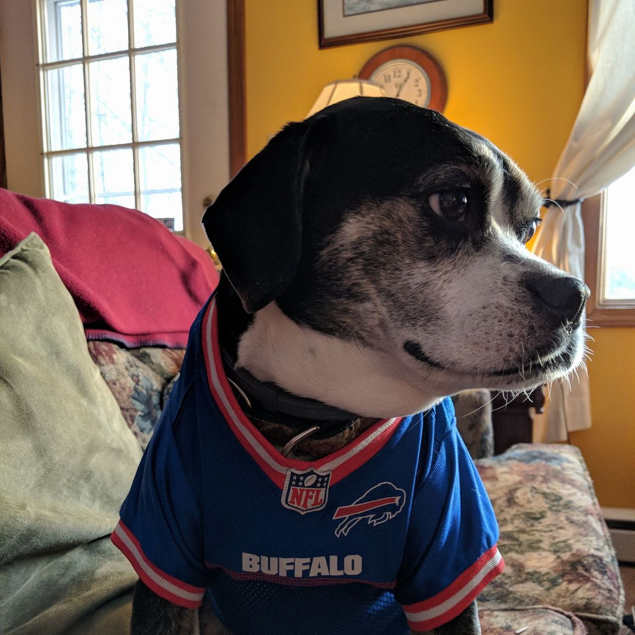 Bills Fans Ready for the Playoffs