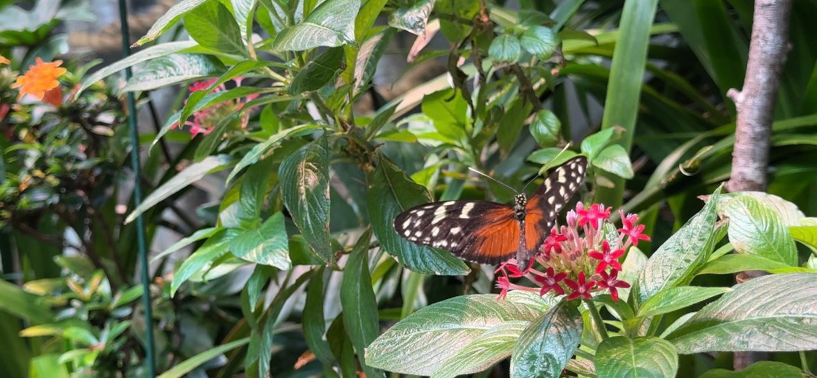A butterfly at the North Carolina Museum of Natural Sciences, Living Conservatory. 