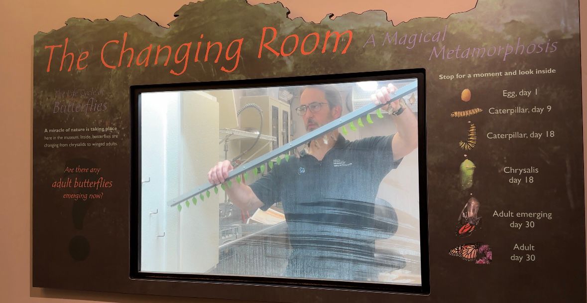 Andy Kauffman hanging up butterfly pupa in the 'Changing Room'.