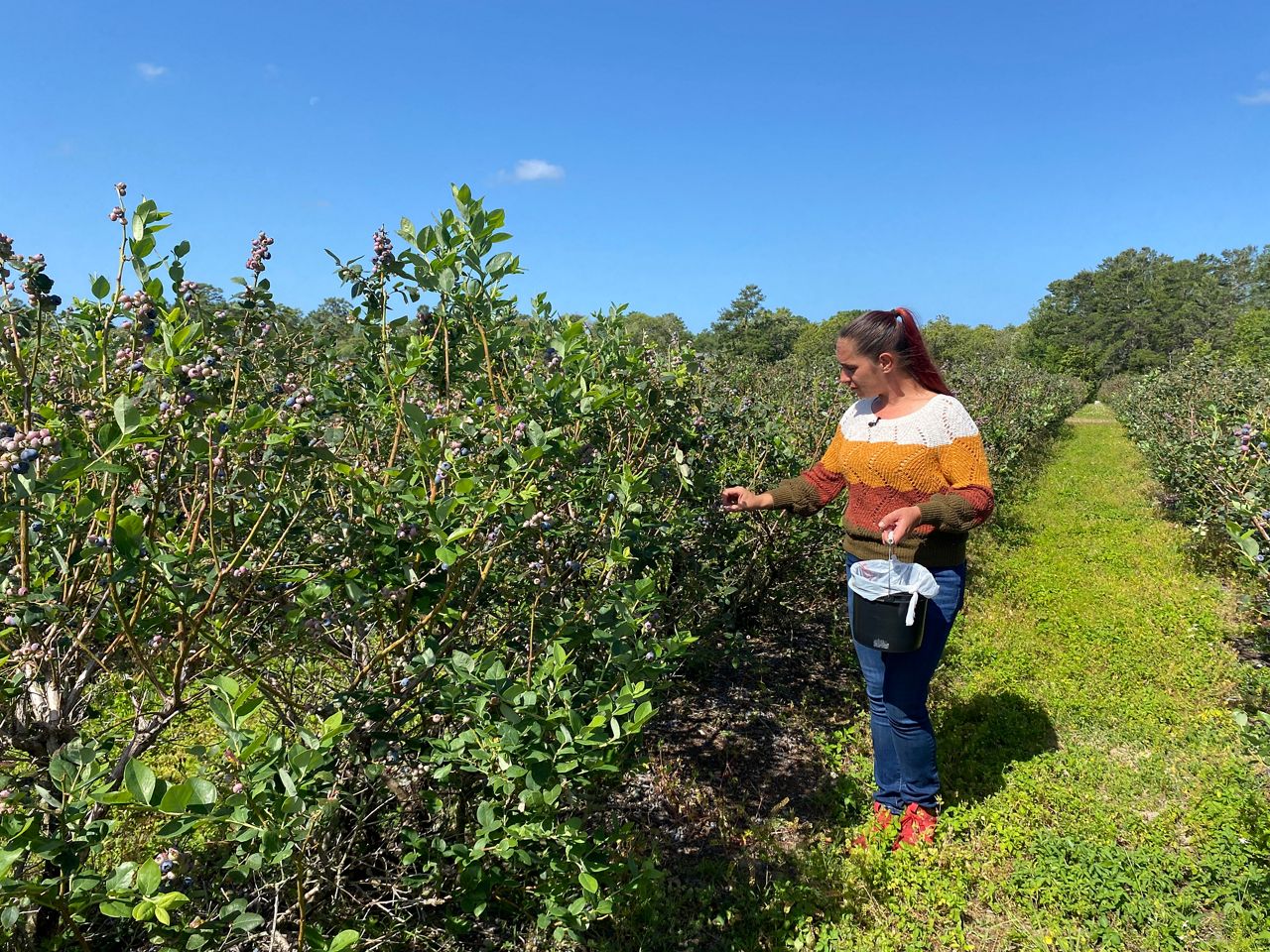 blueberry farm business plan