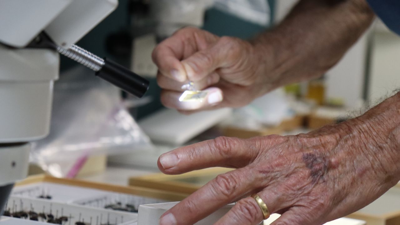 New World screwworm is no stranger to Texas. UT professor shines light on pest's history