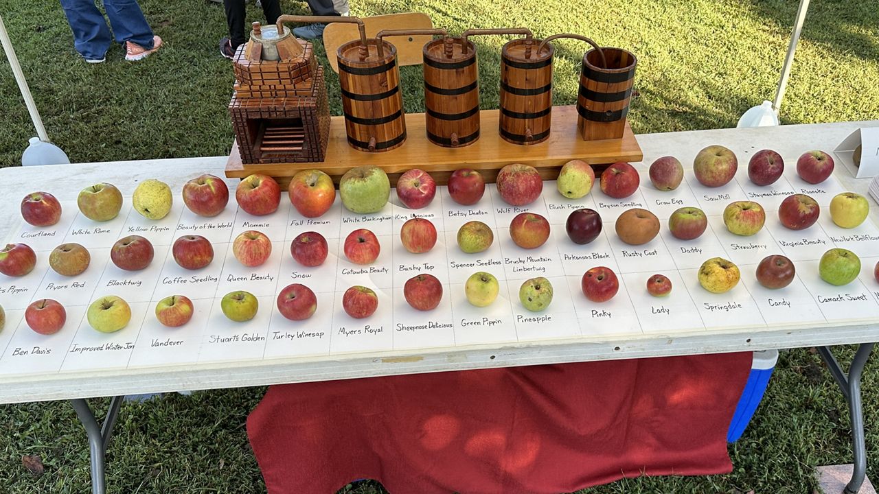 Tom Brown displays varieties of lost heirloom apples he has found. (Spectrum News 1/Sydney McCoy)