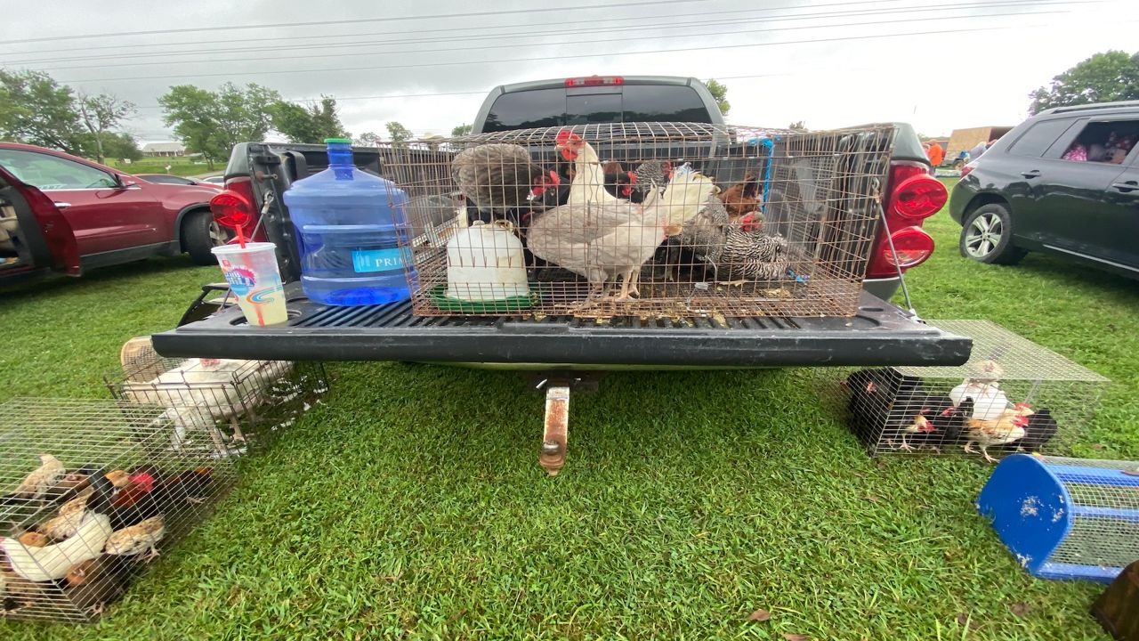 Chickens for sale at the Lawrenceburg Chicken Swap. Poultry sales have increased significantly since the beginning of the COVID-19 pandemic. (Brandon Roberts/Spectrum News 1 KY)