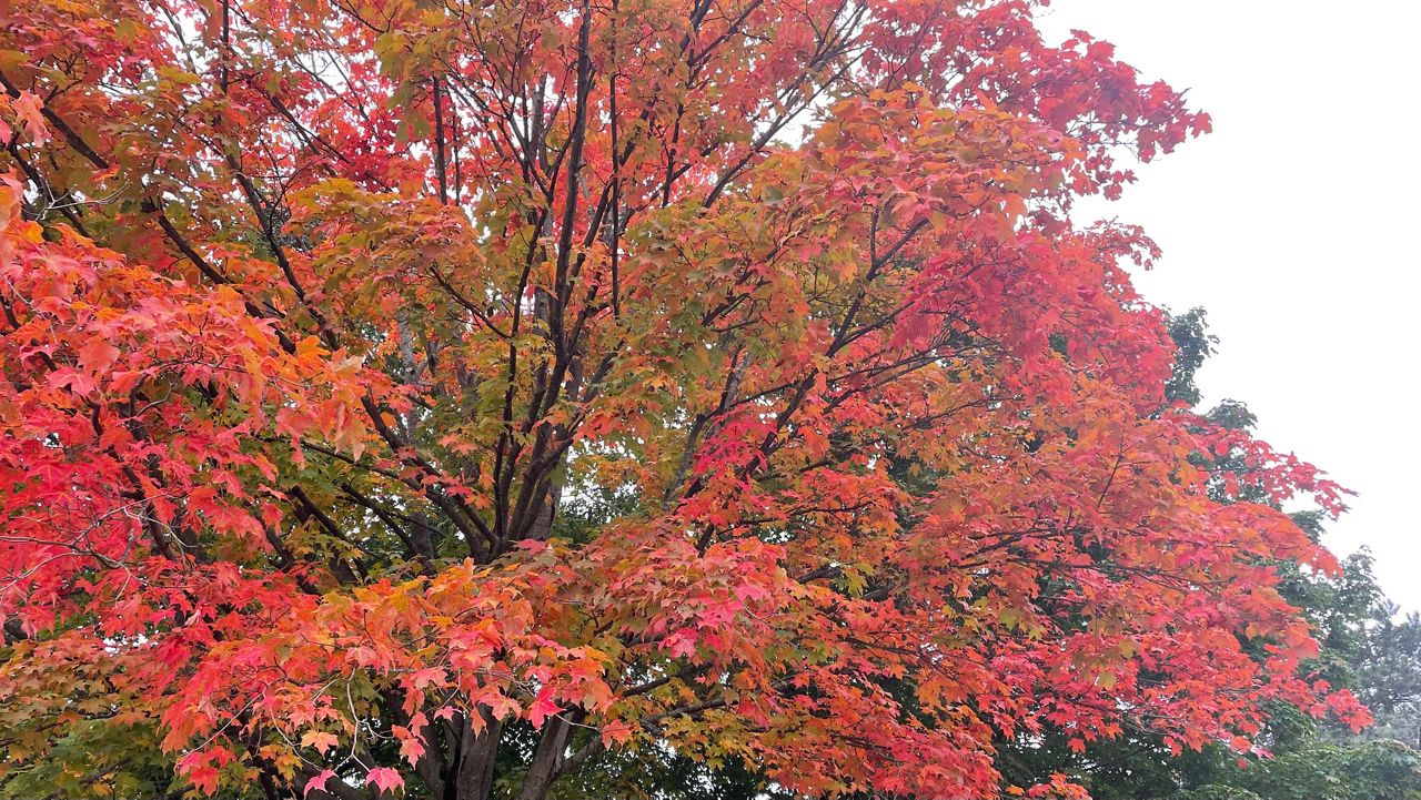 Red and orange fall-colored leaves on a tree