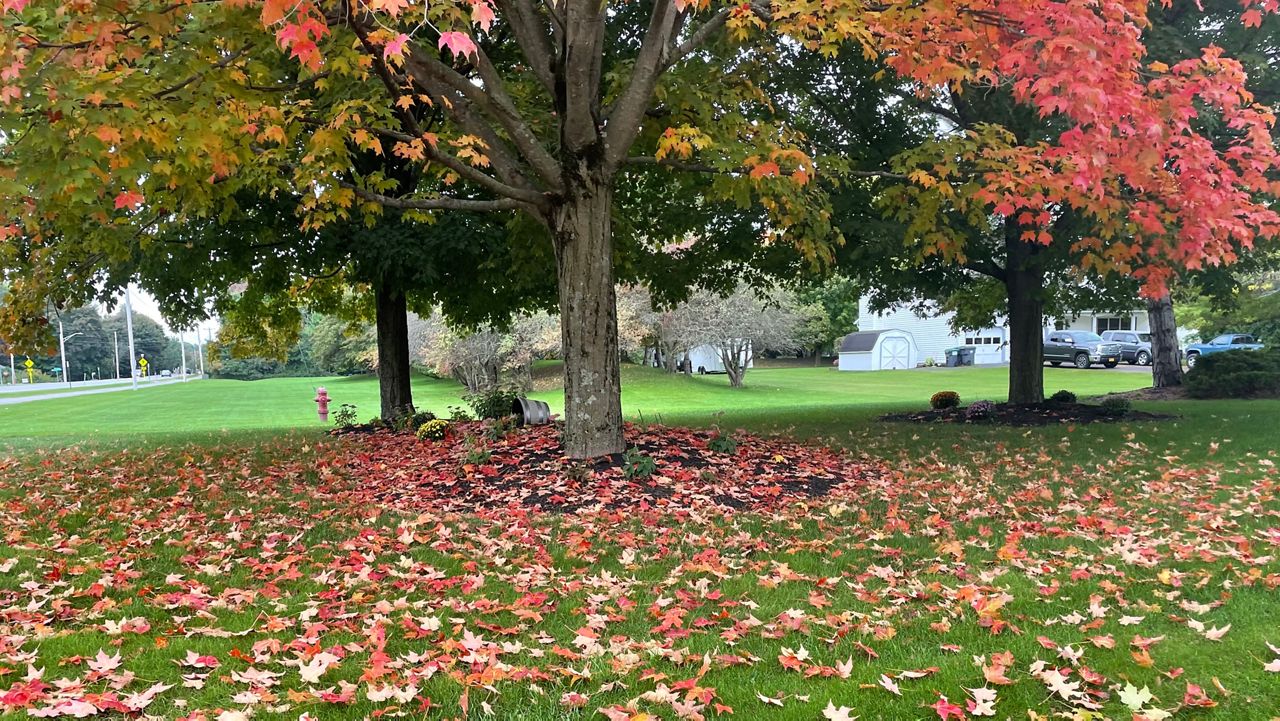 Fall leaves on the grass