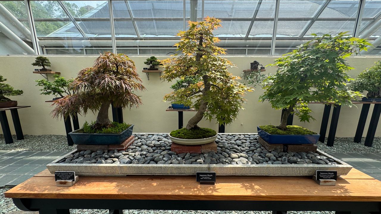 The Brooklyn Botanic Garden’s Bonsai collection features more than 400 potted plants. (Roger Clark/Spectrum News NY1)