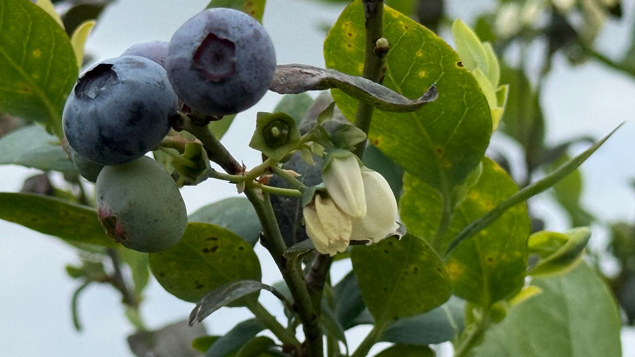 Financial help available for FL farmers affected by historic 2026 freezes