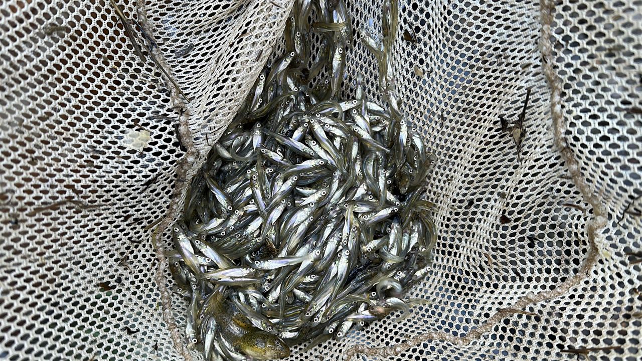 How walleye are prepped for stocking in New York state's waterways