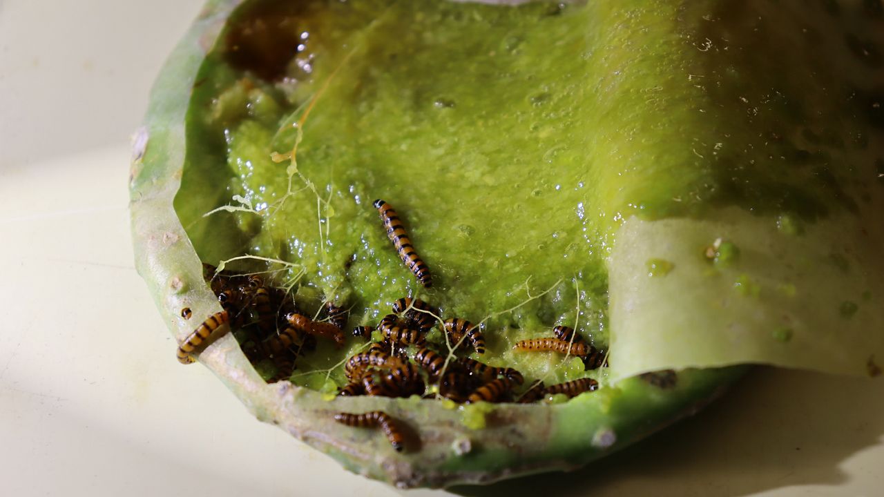 Texas research lab hopes to curb invasive species affecting prickly pear cacti