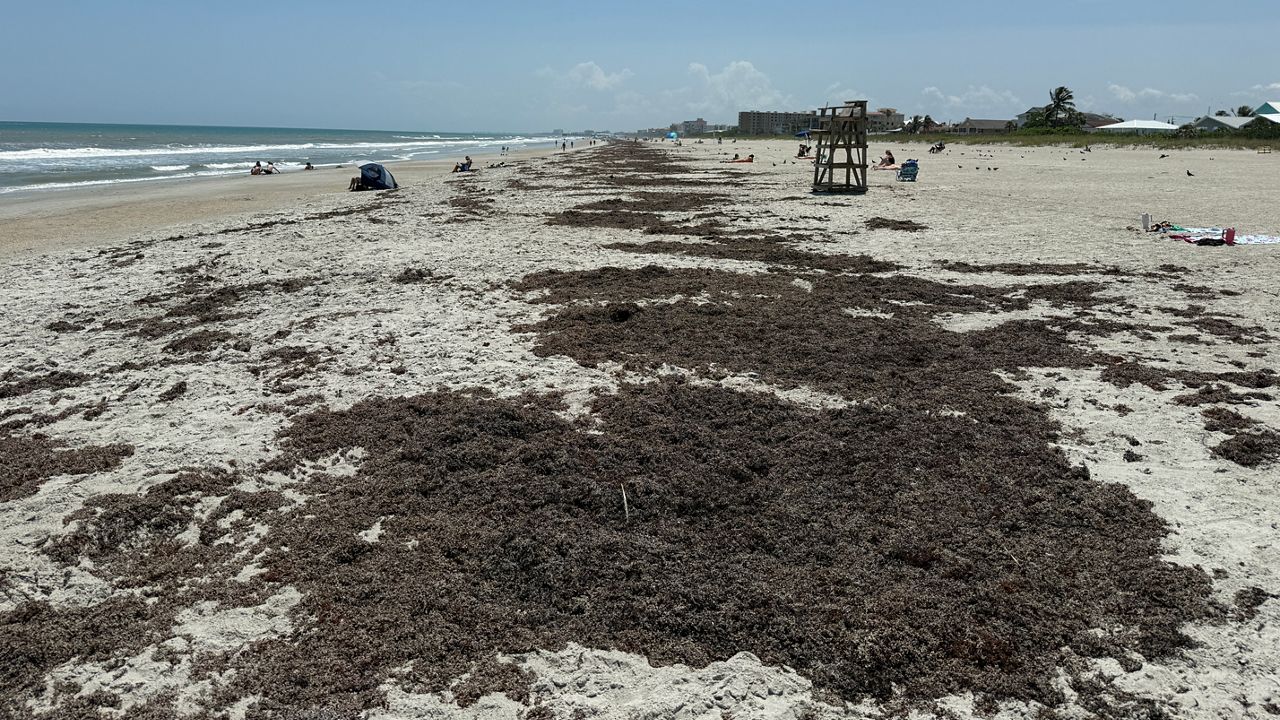 Patches of sargassum sit on a beach in Cape Canaveral on May 7, 2025. (Spectrum News/Greg Pallone)