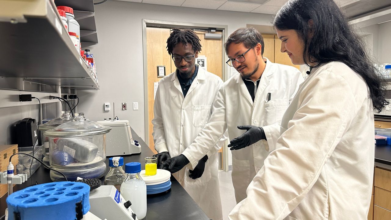 UCF researchers develop treatment for mangrove disease