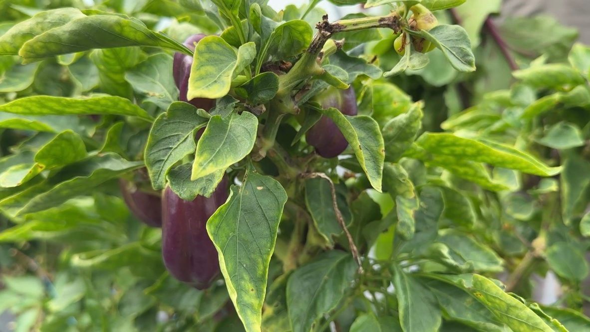 Texas farmers feel impact of high diesel prices