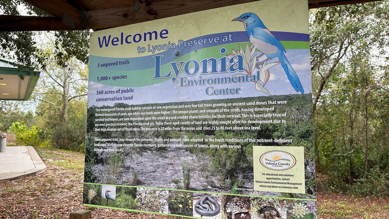 The Lyonia Environmental Center and Preserve is made up of 360 acres of restored scrub habitat, which is home to threatened species like the gopher tortoise and Florida scrub-jay. The center also offers free learning programs, wildlife walks and field trips. (Spectrum News/Reagan Ryan).