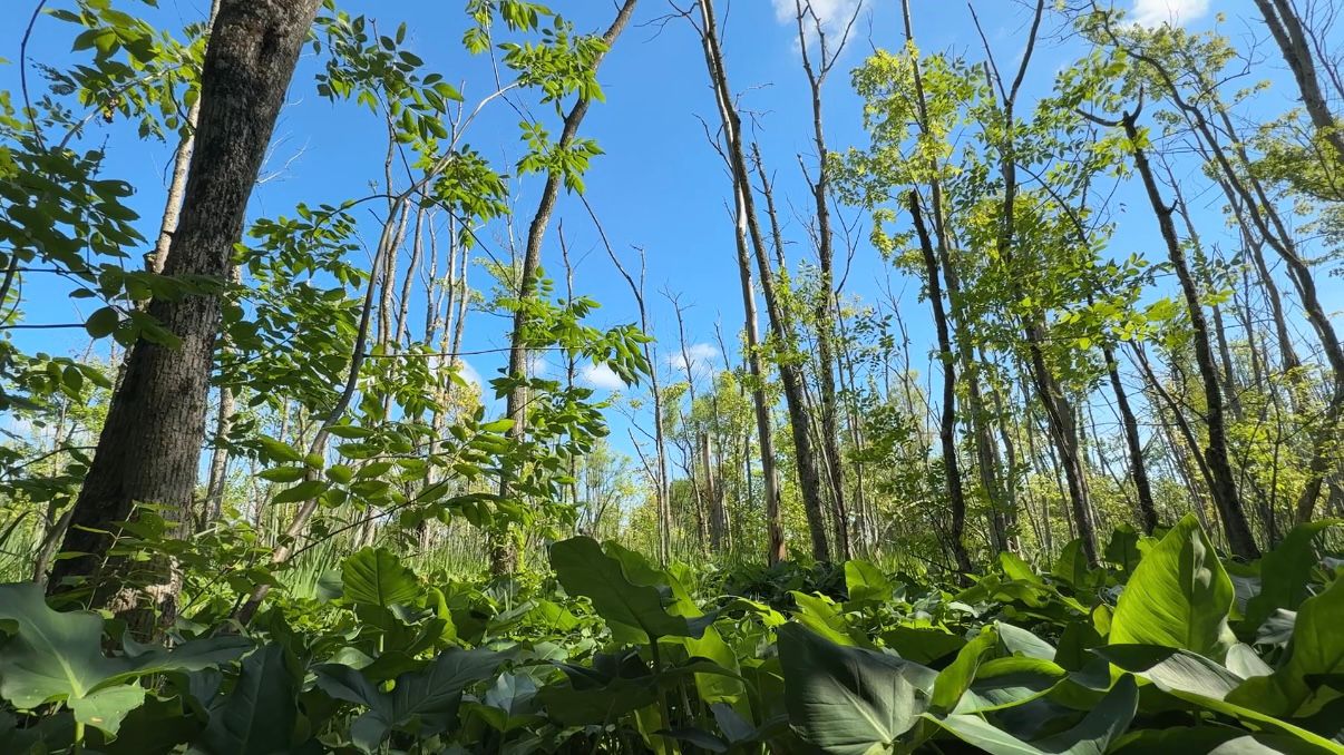 There's a diversity of plants and animals in our area's wetlands. (Spectrum News 1/Natalie Mooney)
