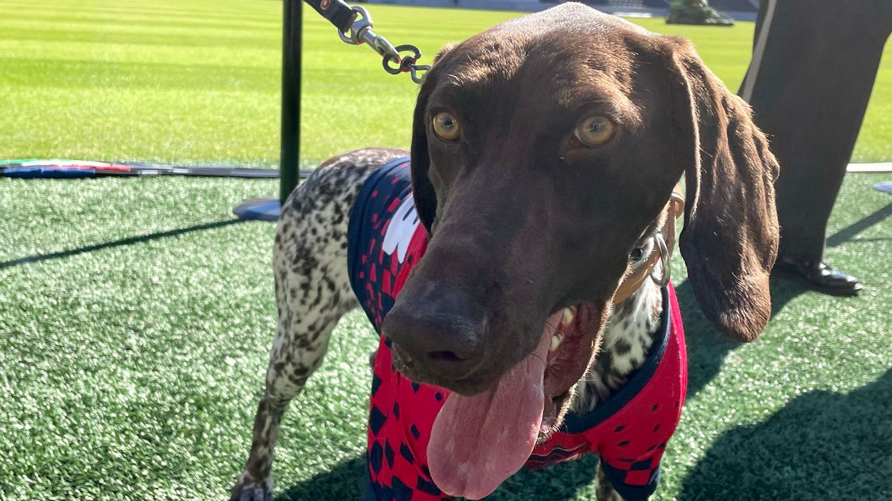 Pictured is a female German shorthaired pointer named Spirit. She is the newest member of the St. Charles County Police Department's K9 unit who will be a dectection dog during home Citypark SC matches and events in St. Louis.