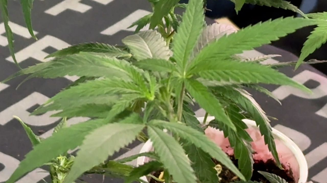 cannabis plant