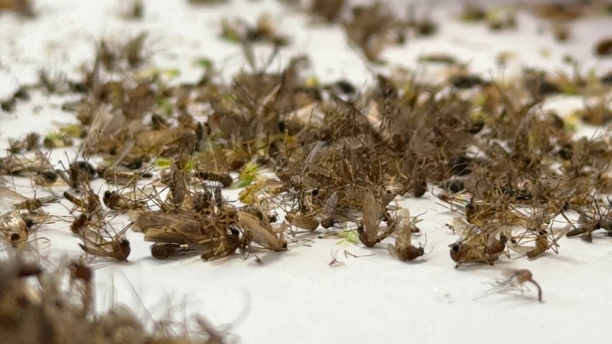The Onondaga Health Department sorts collected mosquitoes before sending them off to the state to be tested. (Spectrum News 1/Natalie Mooney)