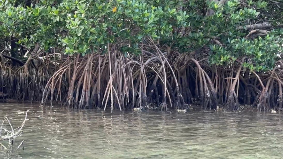 Proposed bill would restore mangroves to help fight coastal erosion