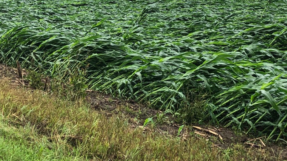 corn fields