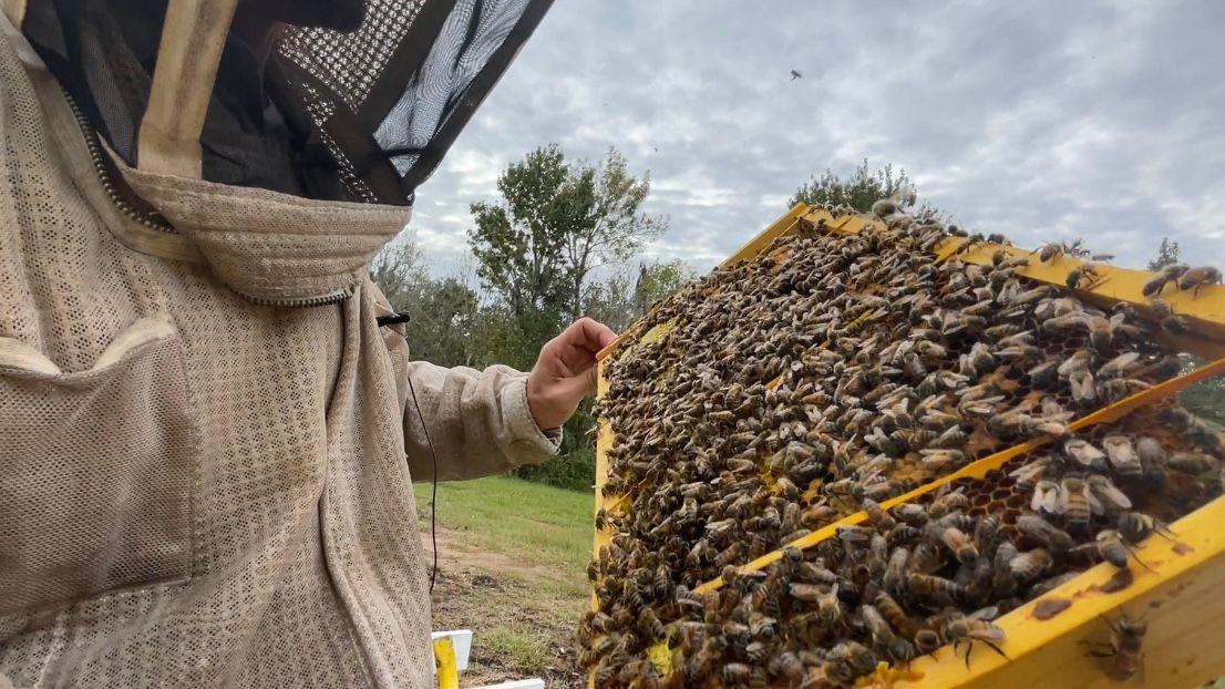 What aerial insecticide spraying means for Seminole's bees
