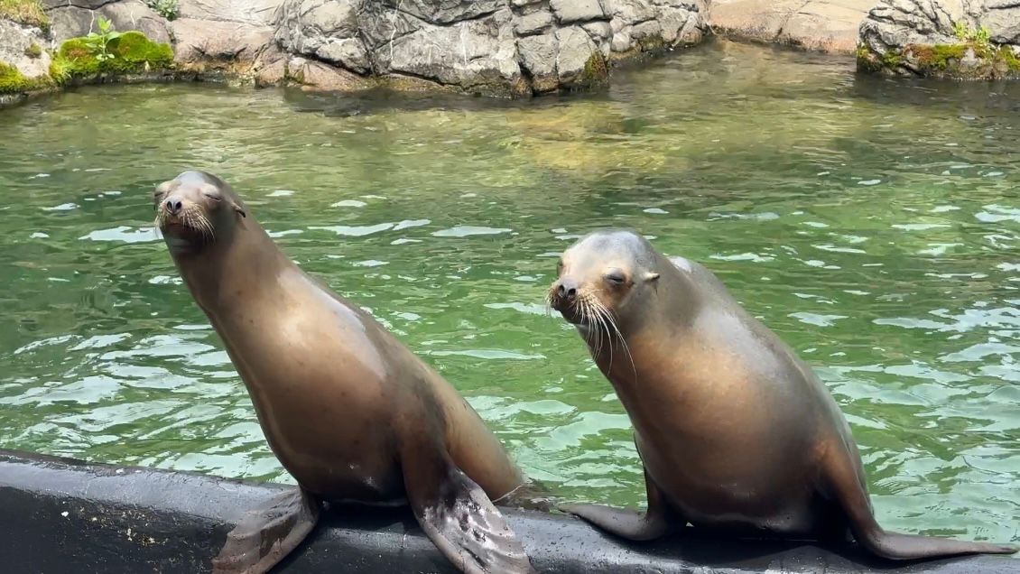 Prospect Park Zoo to reopen Memorial Day weekend