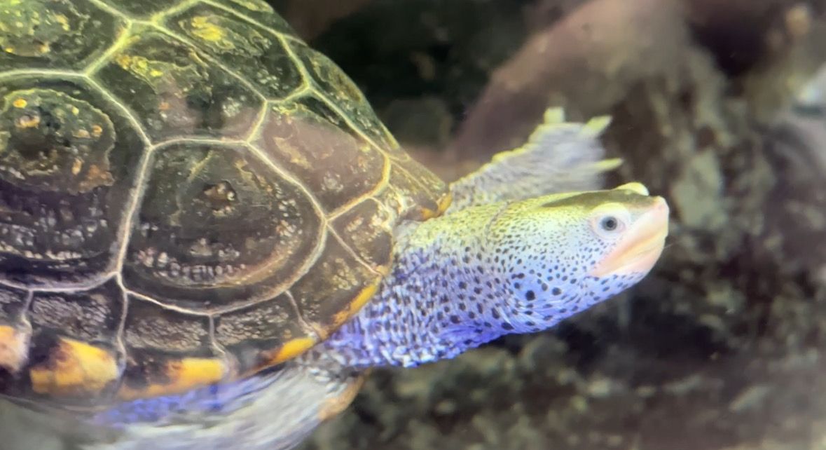 Volusia County Marine Science Center reopens to the public