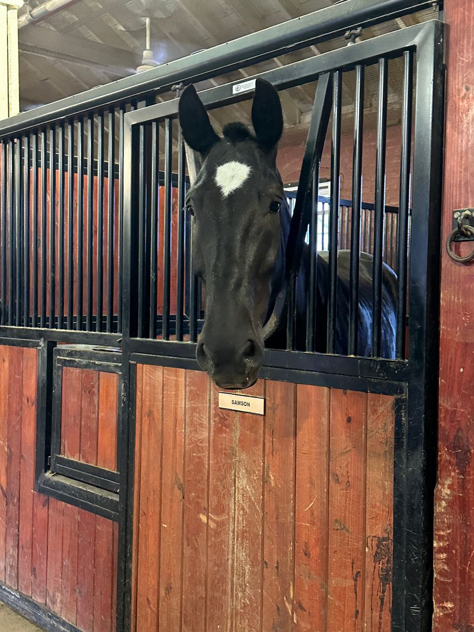 Samson, one of the horses being used for caisson processions at Arlington National Cemetery (Reuben Jones/Spectrum News)
