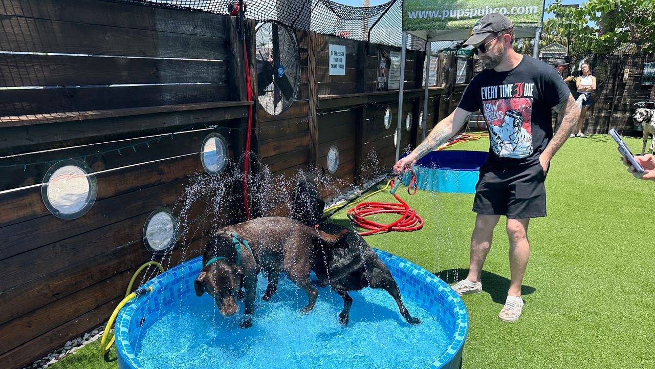 Dogs cool off in a pool in the outside are of Pups Pub in Tampa. (Spectrum News/Fallon Silcox)