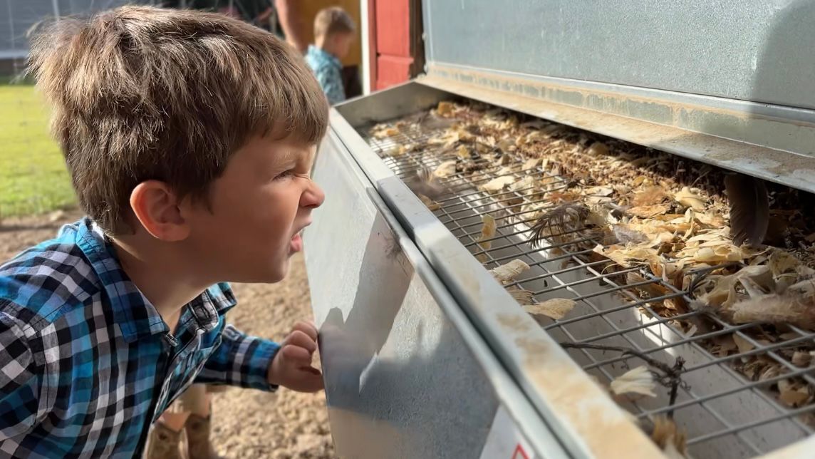 The Rhynes' oldest grandson Adam searches for eggs in the chicken coop. (Spectrum News 1/Rachel Boyd)