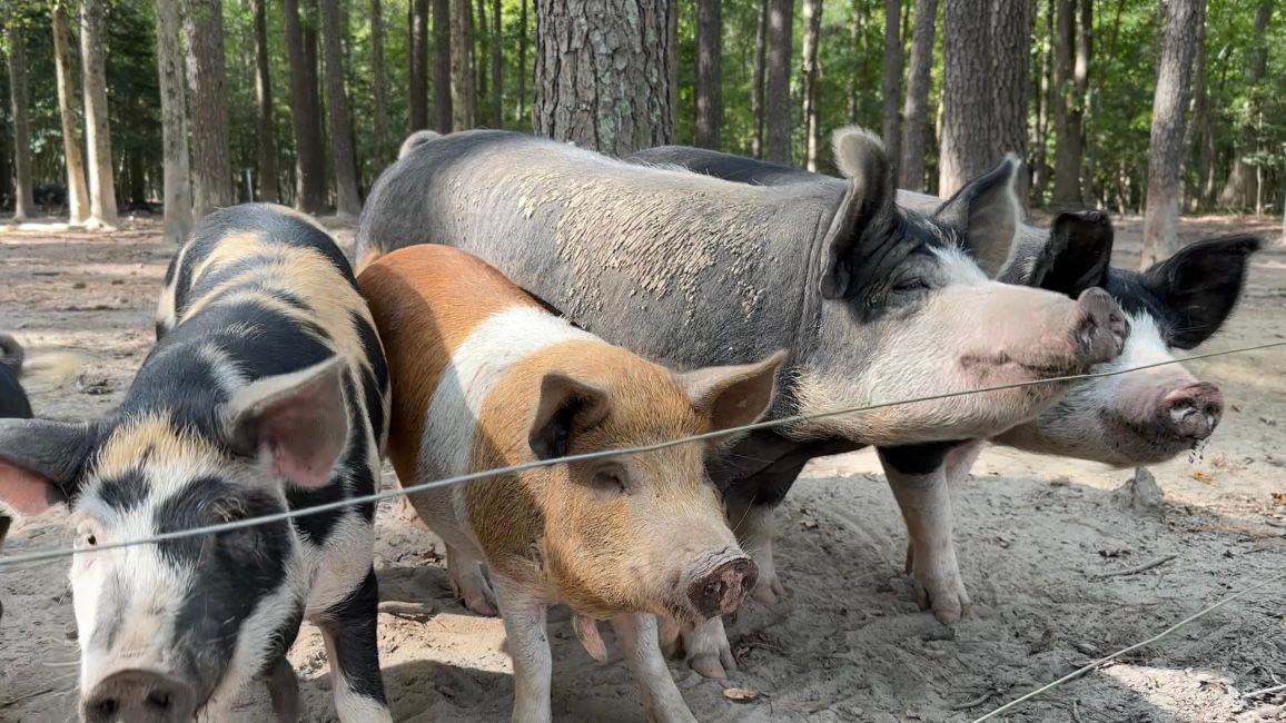 R&B Farm raises Berkshire pigs. (Spectrum News 1/Rachel Boyd)