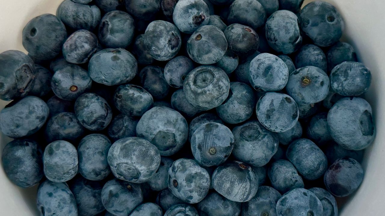 Blueberries are ripening at u-pick farms throughout Central Florida. (Spectrum News/Virginia Johnson)