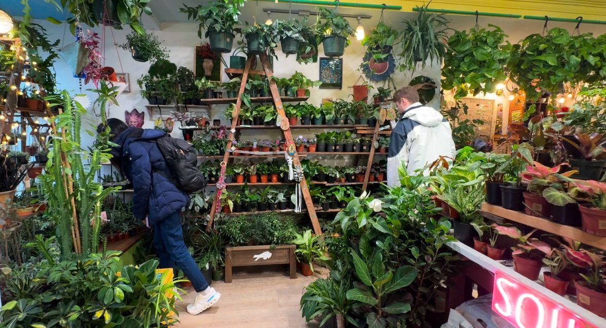 the benefits of plants