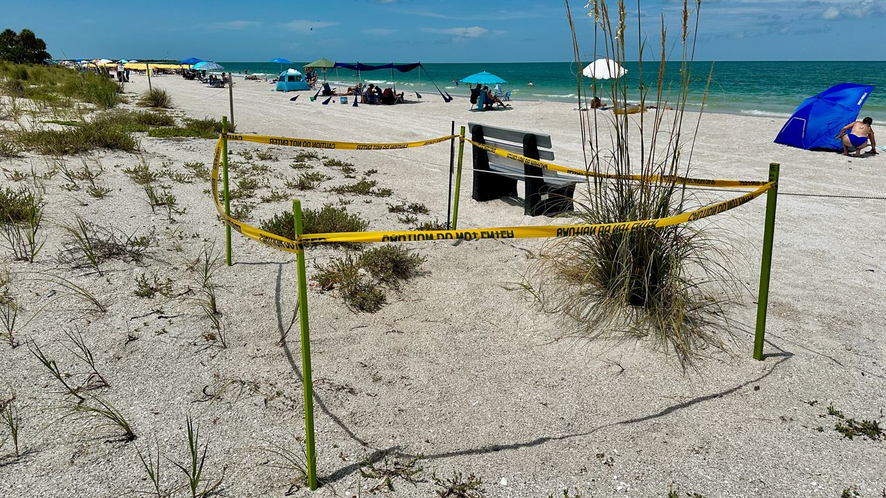 St. Pete Beach considers new rules to protect sea turtle nests