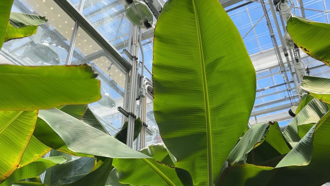Varieties of bananas growing at Elo Life Systems