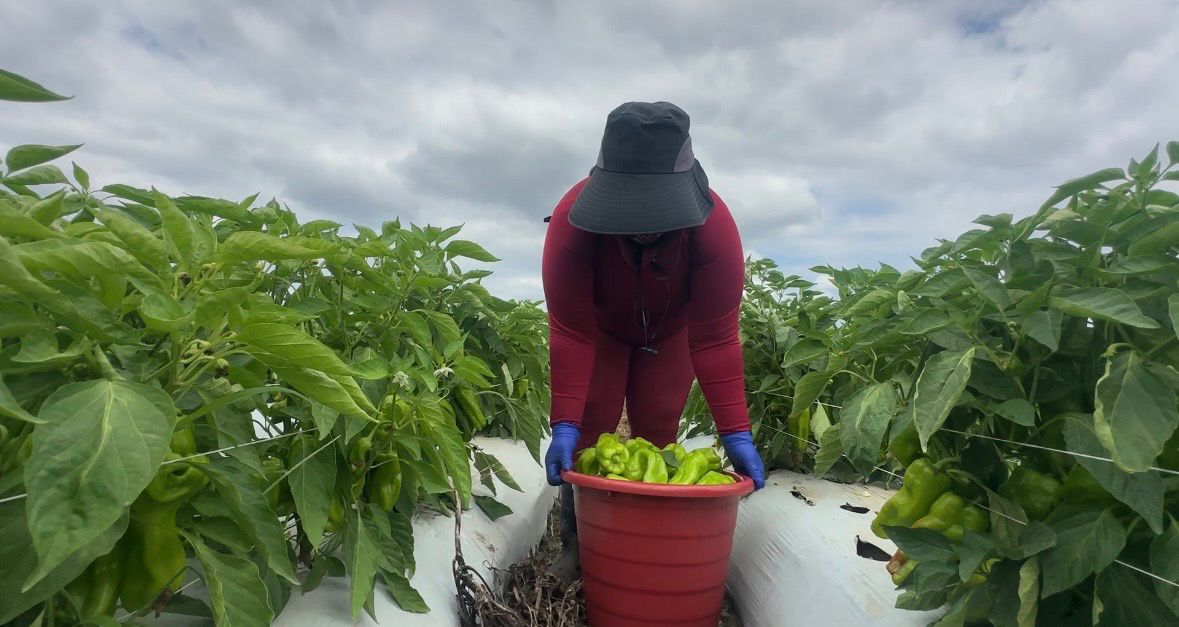 Claudia Chavez working on a farm in Plant City picking peppers//Lizbeth Gutierrez