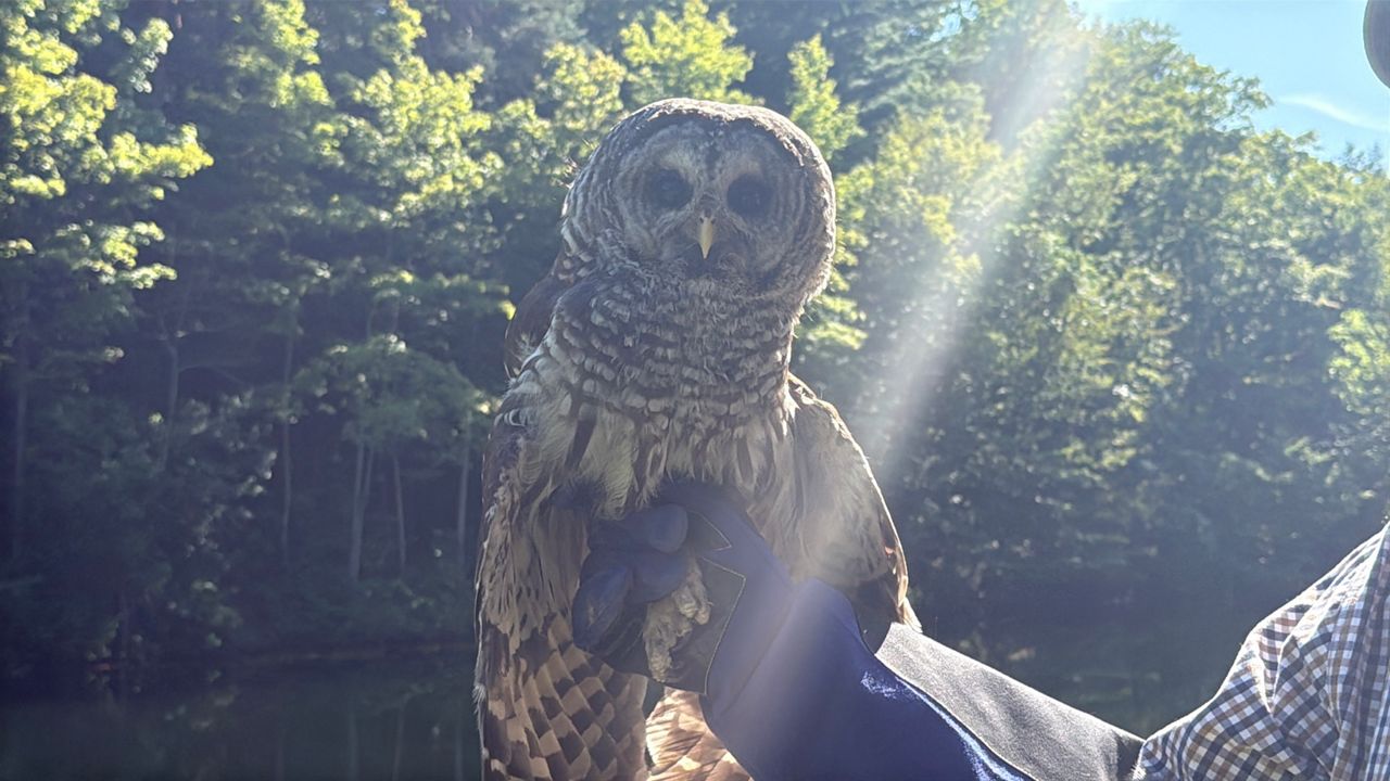 Owl treated, released after being hooked by lure and tangled in fishing line