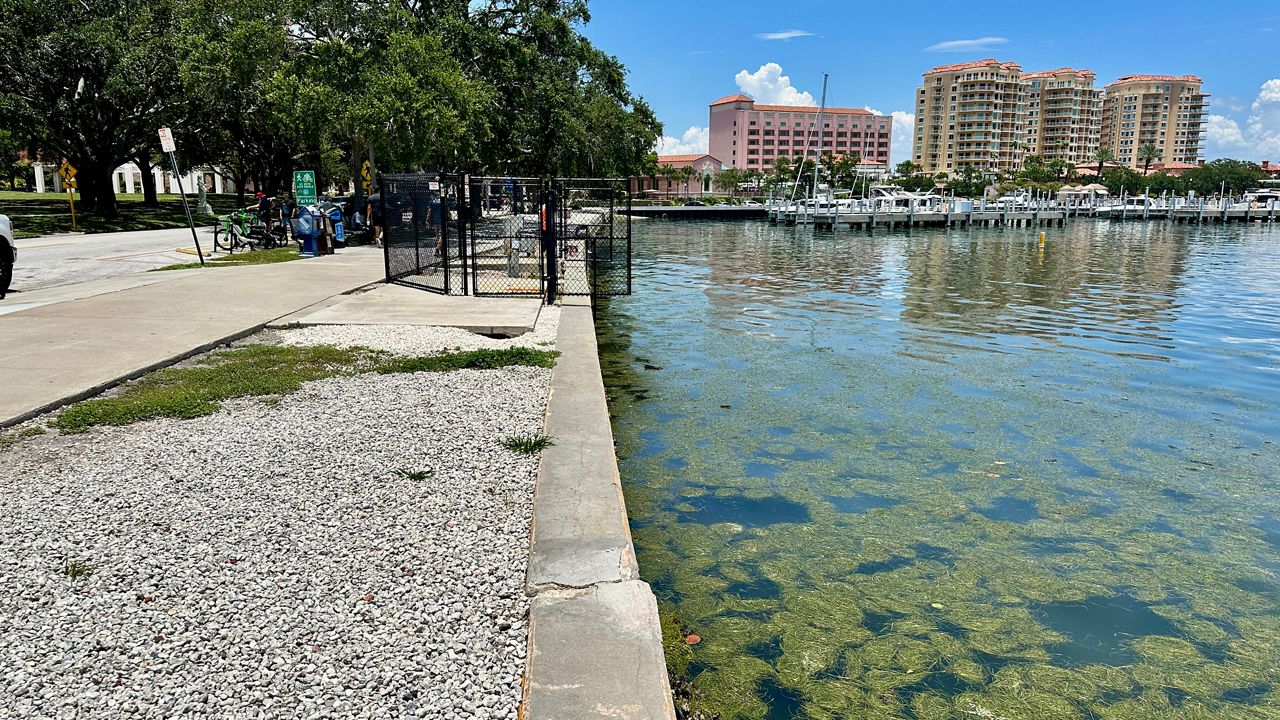St. Pete city council will vote on temporary dock for Tampa Bay Ferry