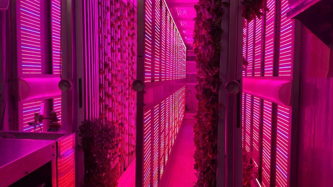 Inside the cargo container, the hydroponic farm runs LED lights for 18 hours a day to replicate sunlight. (Spectrum News 1/Rachel Boyd)